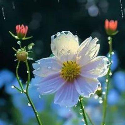 阳光‬‬信用 花有花期，人有时运，要努力，但别着急，繁花似锦，硕果累累都需要过程