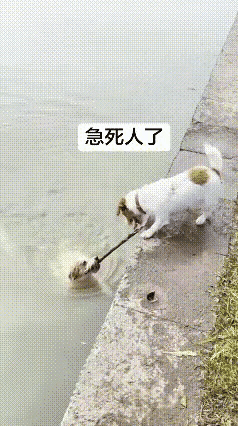 这只小狗也太聪明了吧，为救落水的兄弟狗，它含着主人给的棍子，伸向落在水中的那只狗
