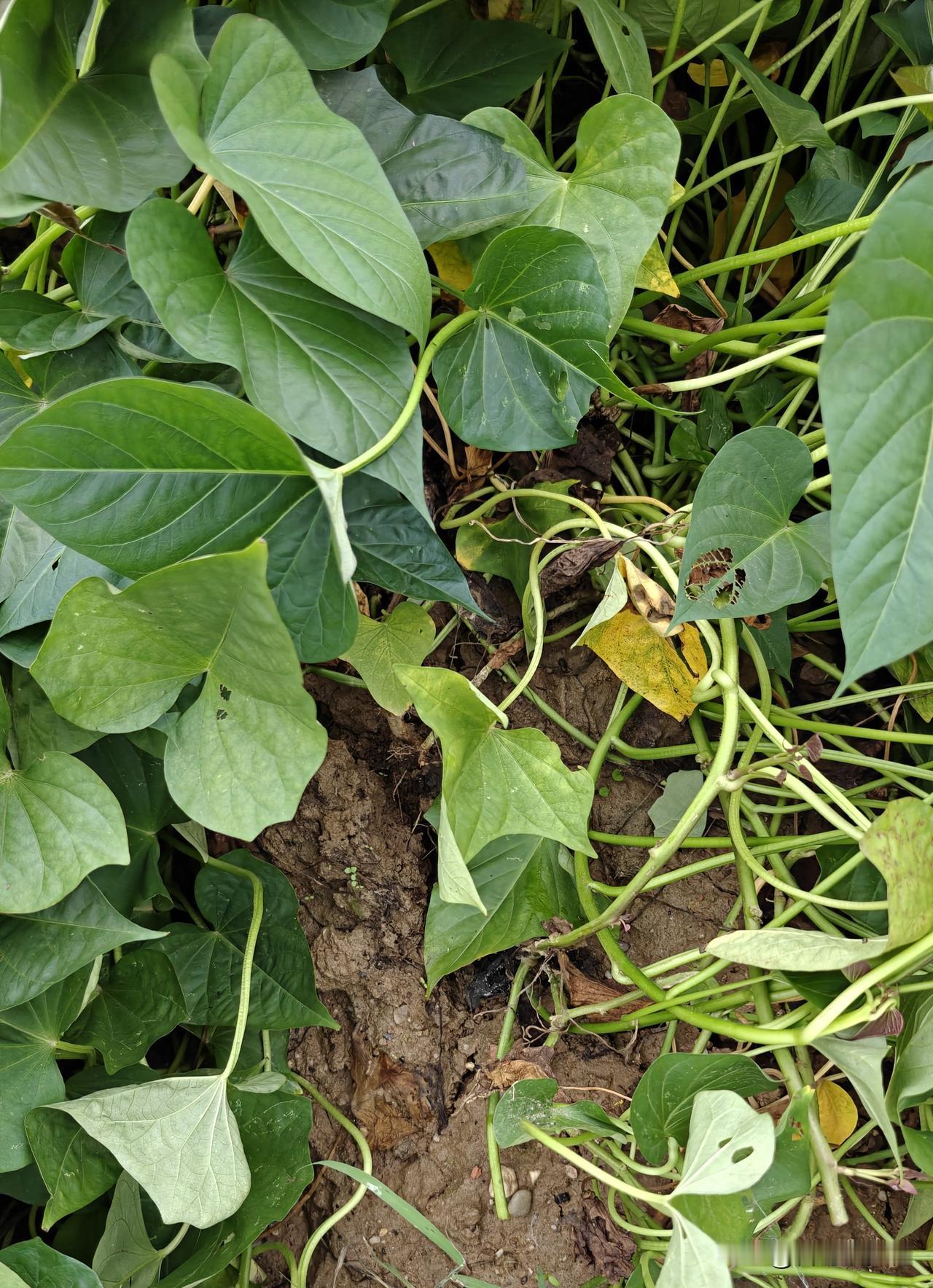 遭逢华西秋雨的区域，大伙买红薯时可得多留个心眼。不少农户种的红薯，因长时间遭雨水