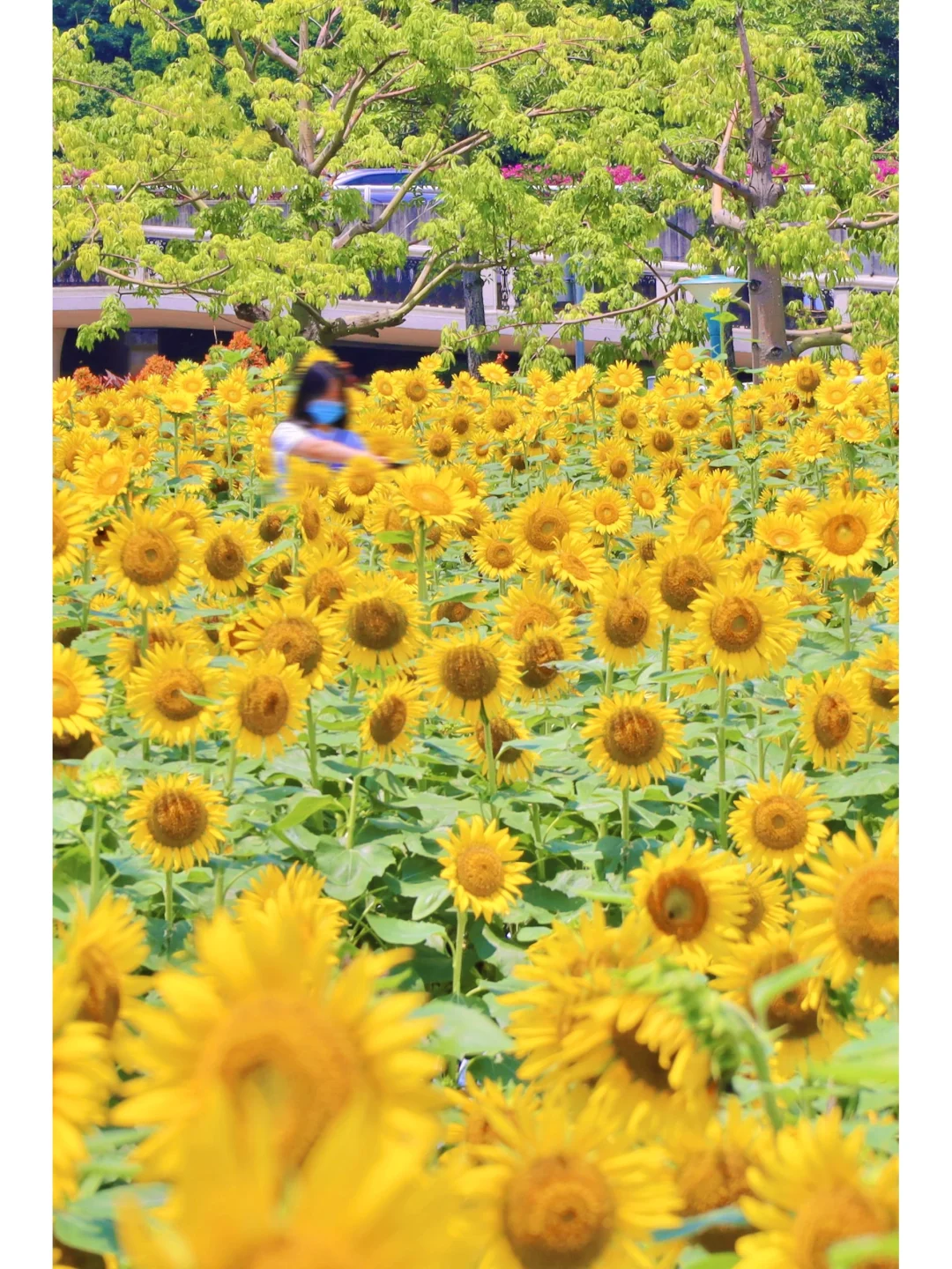 好美啊！广州塔下的向日葵花海盛开啦🌻