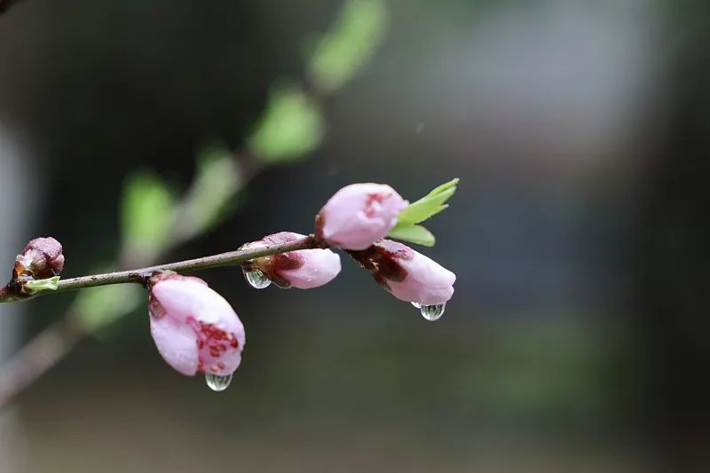 #人生还有一万次春天# 春天使我们明白生命的价值在于不断求新、求变，正如四季更迭