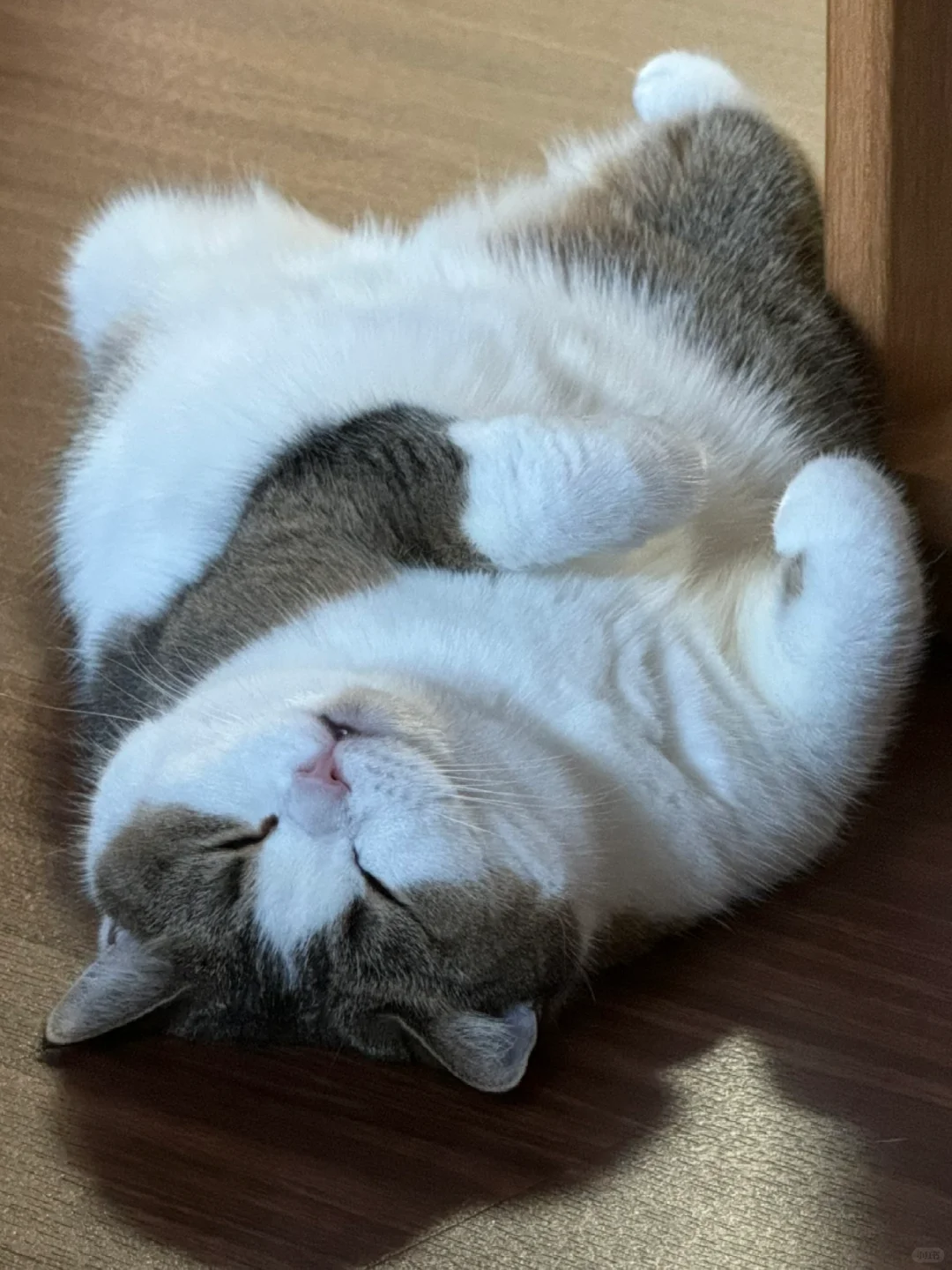 希望我的小猫一直这么自由巴适