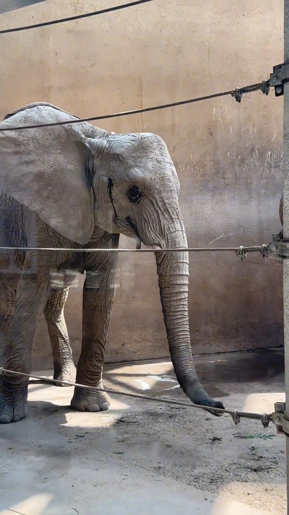 动物园回应大象瘦成皮包骨【网友称太原动物园一大象瘦成“皮包骨”？实为去年8月所拍