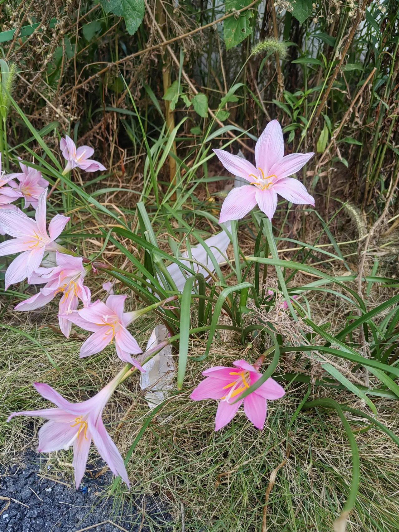 #秋日生活打卡#秋天的天气，像小孩面，说翻脸就翻脸，一会冷得穿秋装，一会大太阳出