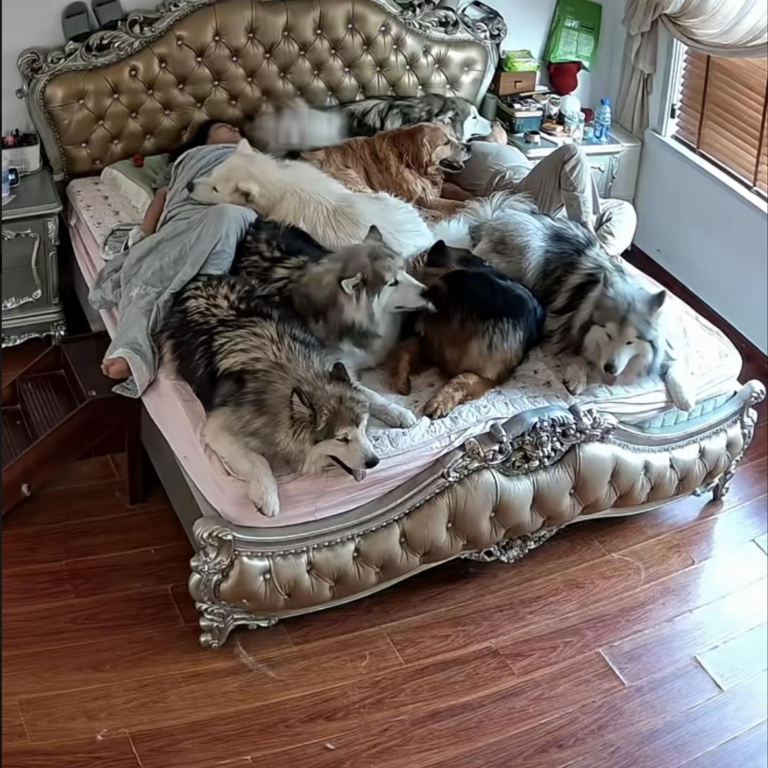 《床权》
雕花大床非人榻，七犬盘踞似王侯。
主人蜷角如寄客，翻身恐惊梦中兽。
省