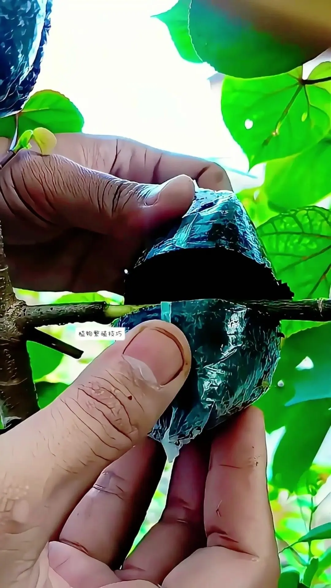🎋高空压条繁殖法，新苗培育超简单！🌱高空压条繁殖法真的很实用，不用...