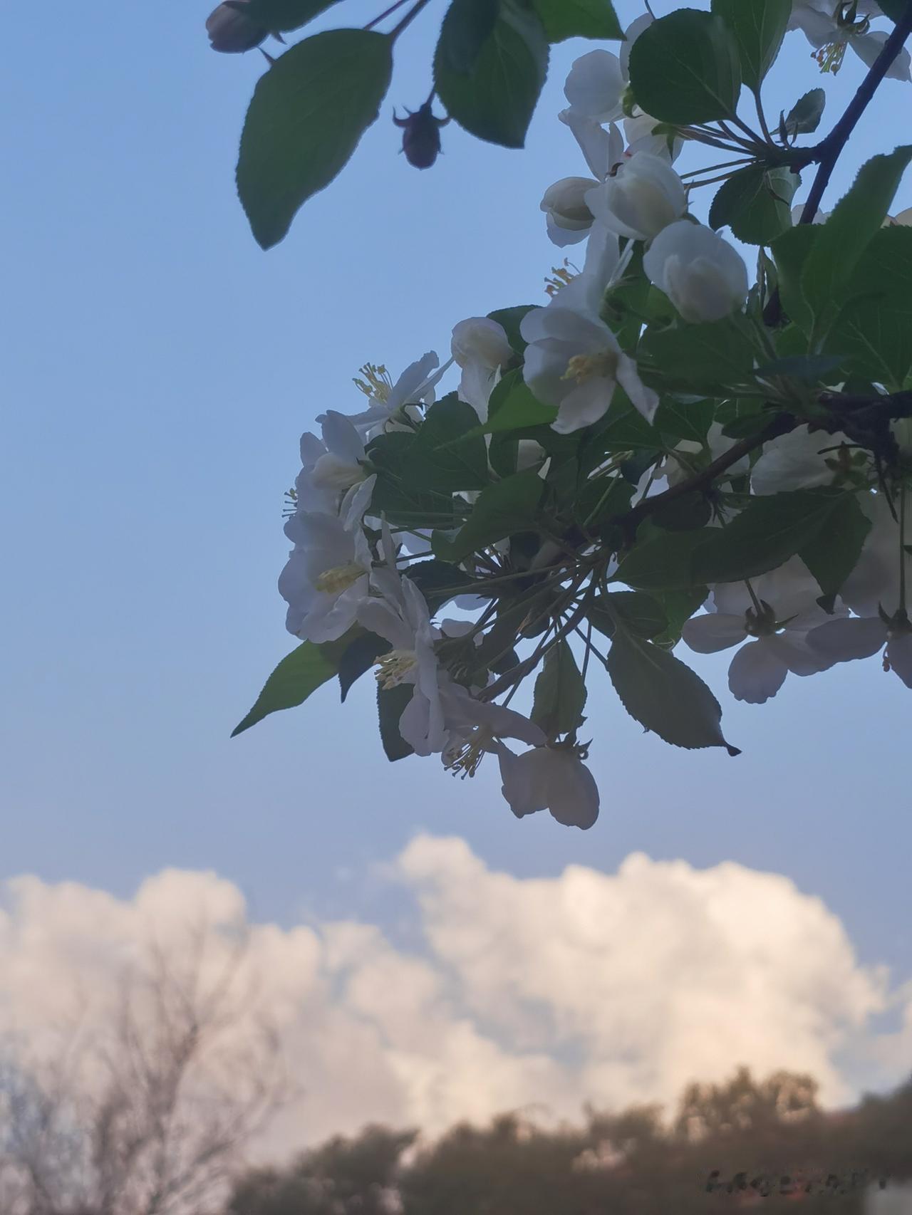 云朵投递治愈，花香传来惬意，心情是不是好了许多？

天空治‬愈系 蓝天治愈瞬间 