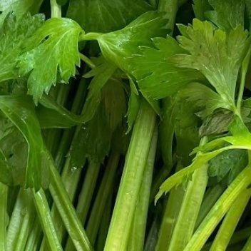 芹菜的种植方法一、种植时间芹菜对环境的适应性较强，可以一年四季播种种植，但育苗移