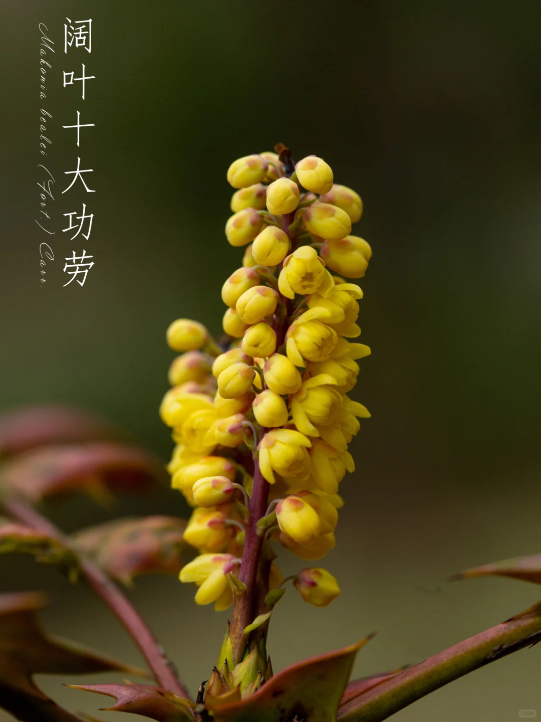 “名字霸气”阔叶十大功劳|三月写生集