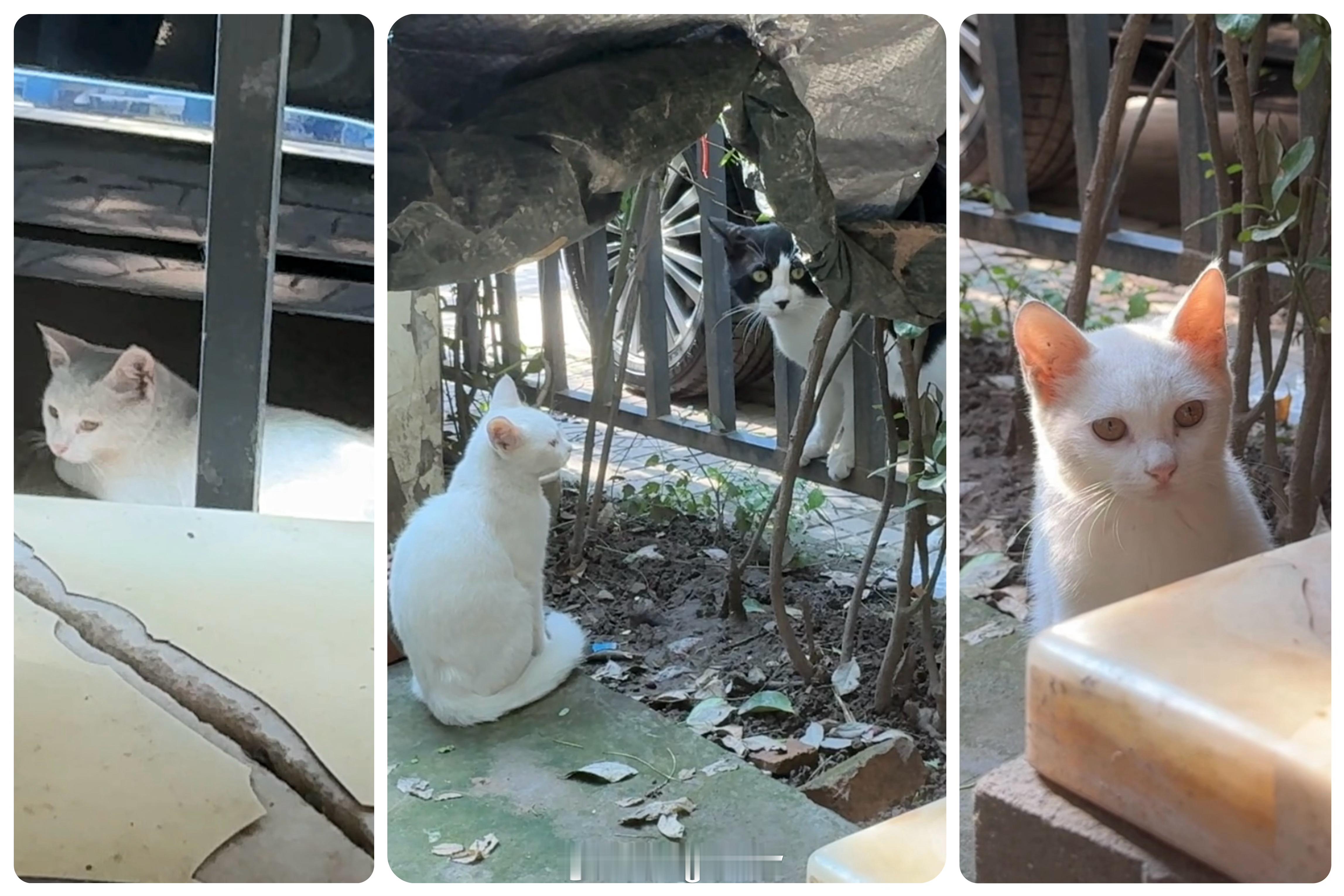 周二愉快(≧ｗ≦)早上好呀小猫们听到我声音就跑过来了进了小院子里就看到热情的小花
