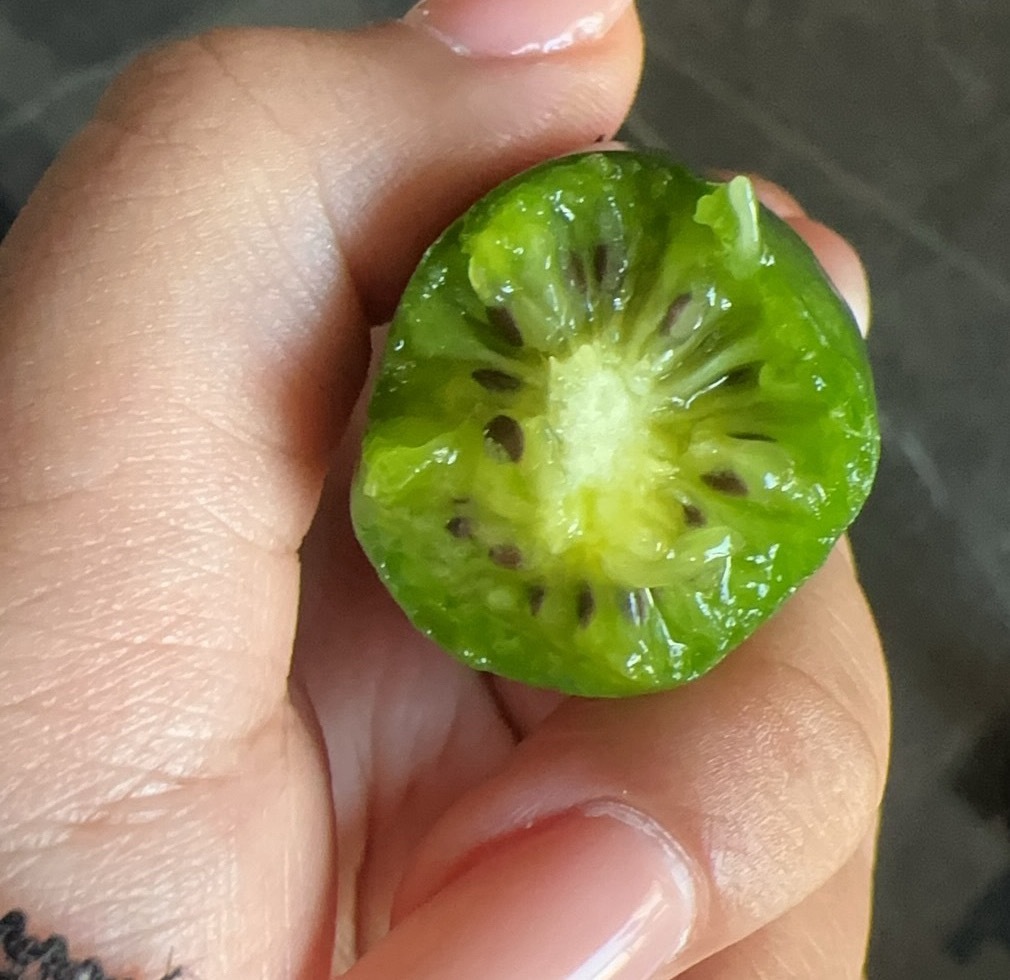 这种迷你猕猴桃好甜！！！！[拜托][拜托] ​​​