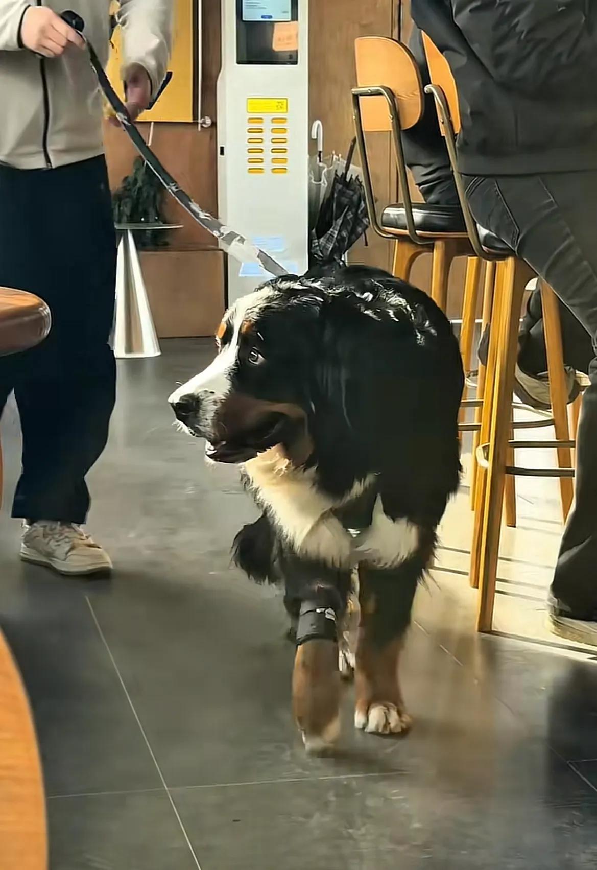 山东烟台，网友发现身价五万的伯恩山犬啾啾有班味儿了，上班时不是趴着就是喝水摸鱼，