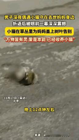 泪目了！北京，一男子深夜回家的路上，看见一只还没满月的小猫，正守在被撞猫妈妈身边