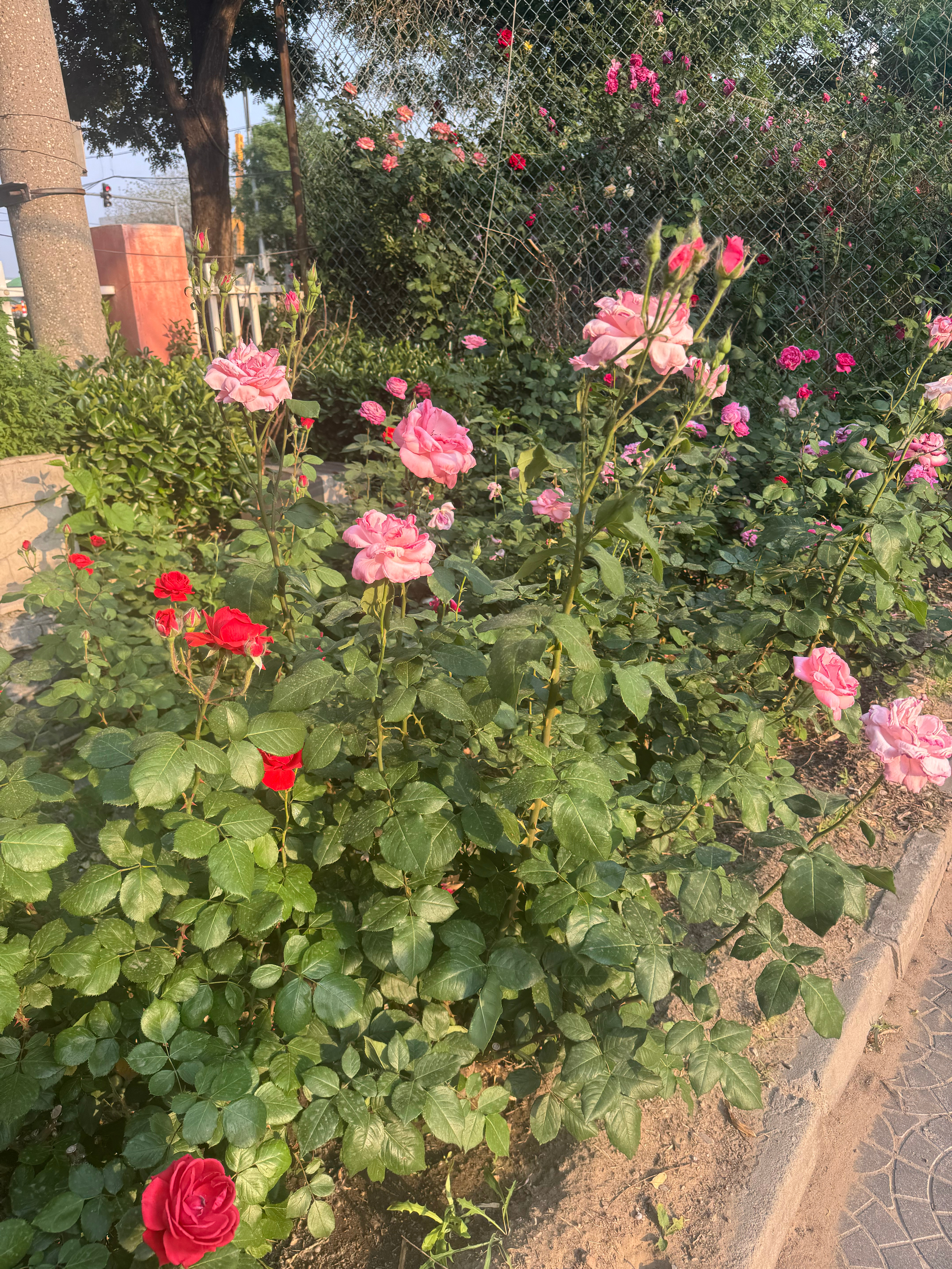 家附近看到的花我朋友非说是野生的…我说这要是野生的我把命都给你！ 