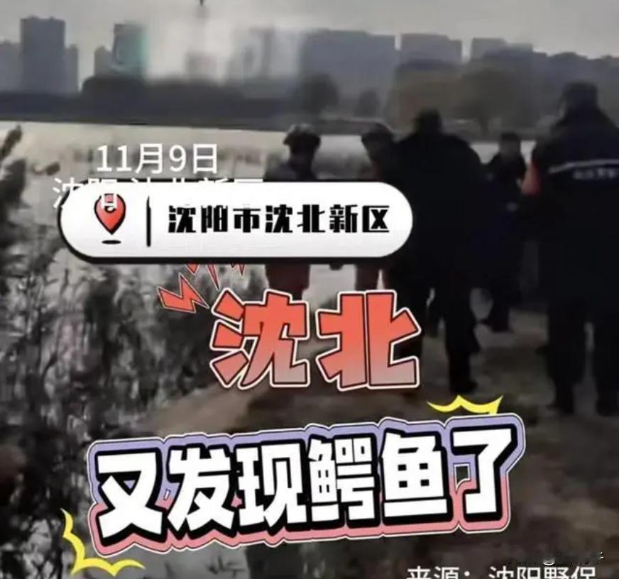 紧急提醒：沈阳再次发现鳄鱼？！

沈阳沈北新区再次发现了鳄鱼。‌

‌发现地点和