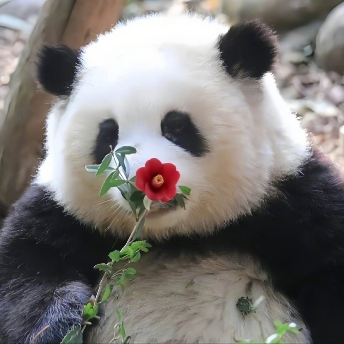 短胖炸毛的大熊猫花花🐼 ​​​