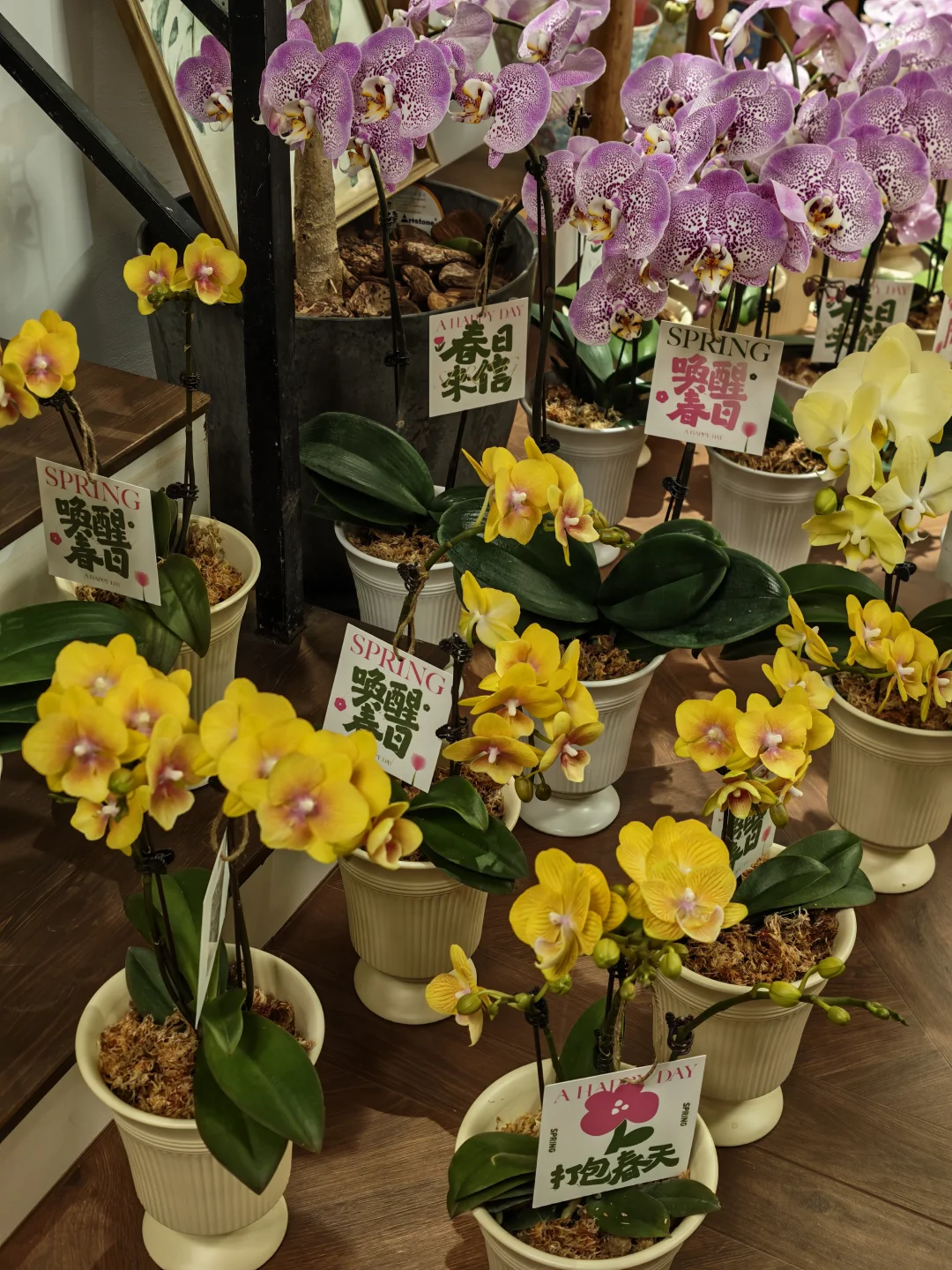 女神节100份蝴蝶兰