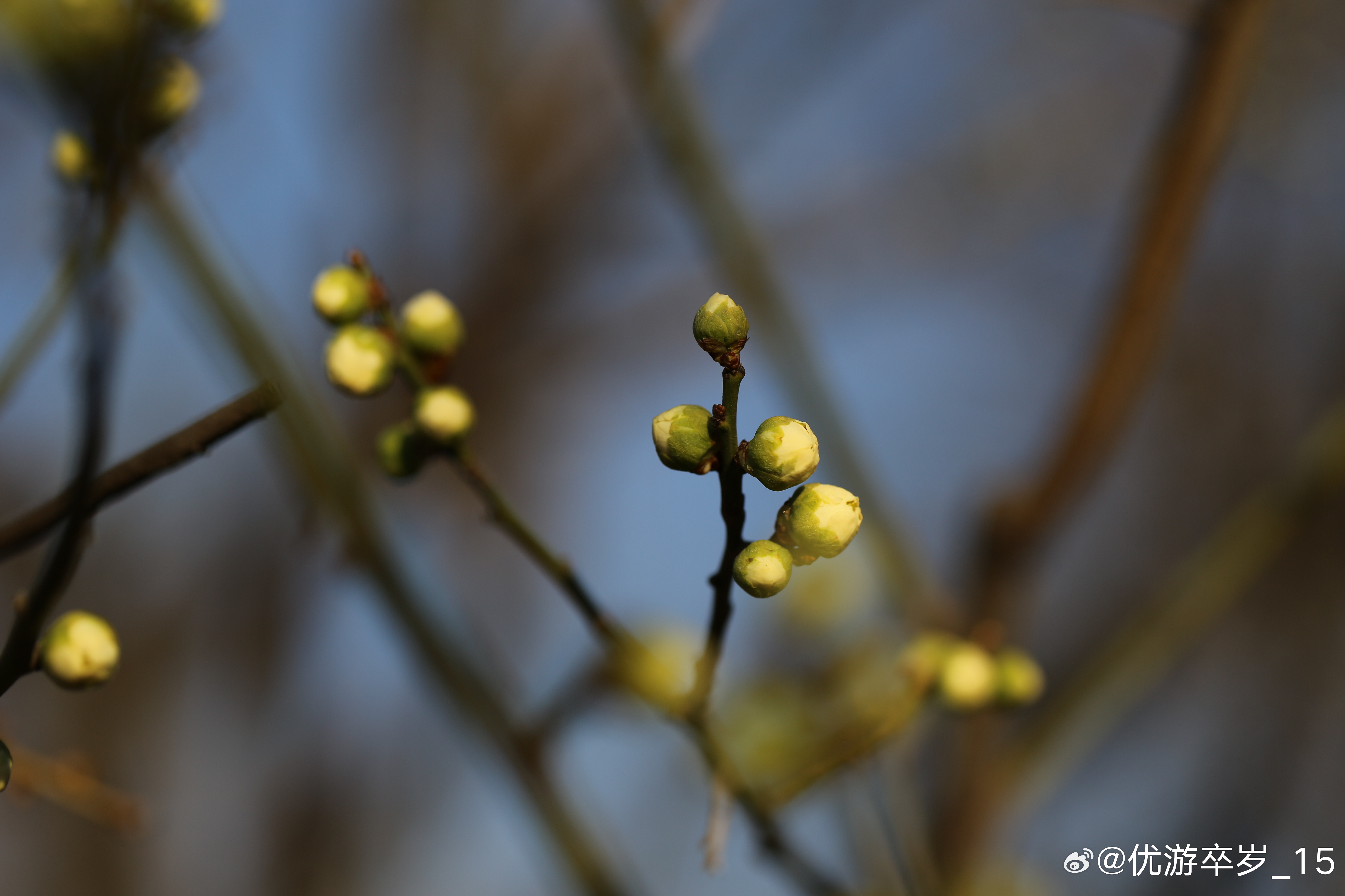 我的2026 仙姿本自洁，不与众芳同。2026.3.18.明城墙遗址公园。生活记