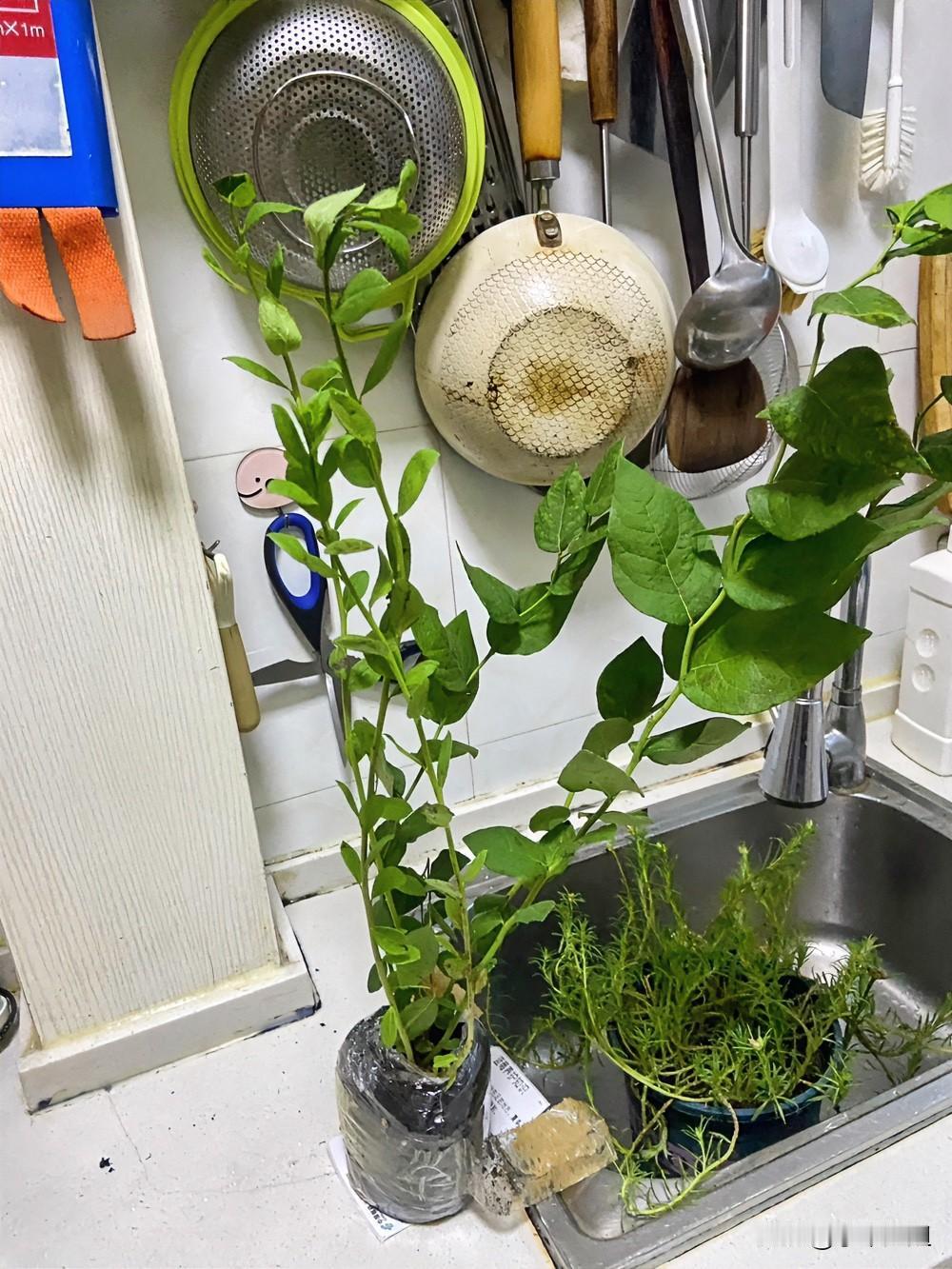 昨天，我在拼多多买的蓝莓苗子到货了！
真的出乎我意料，这么一大颗，还挺高的！才花