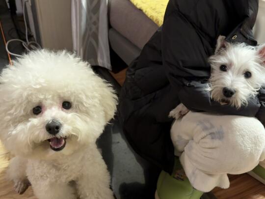 新来的小老弟🐶