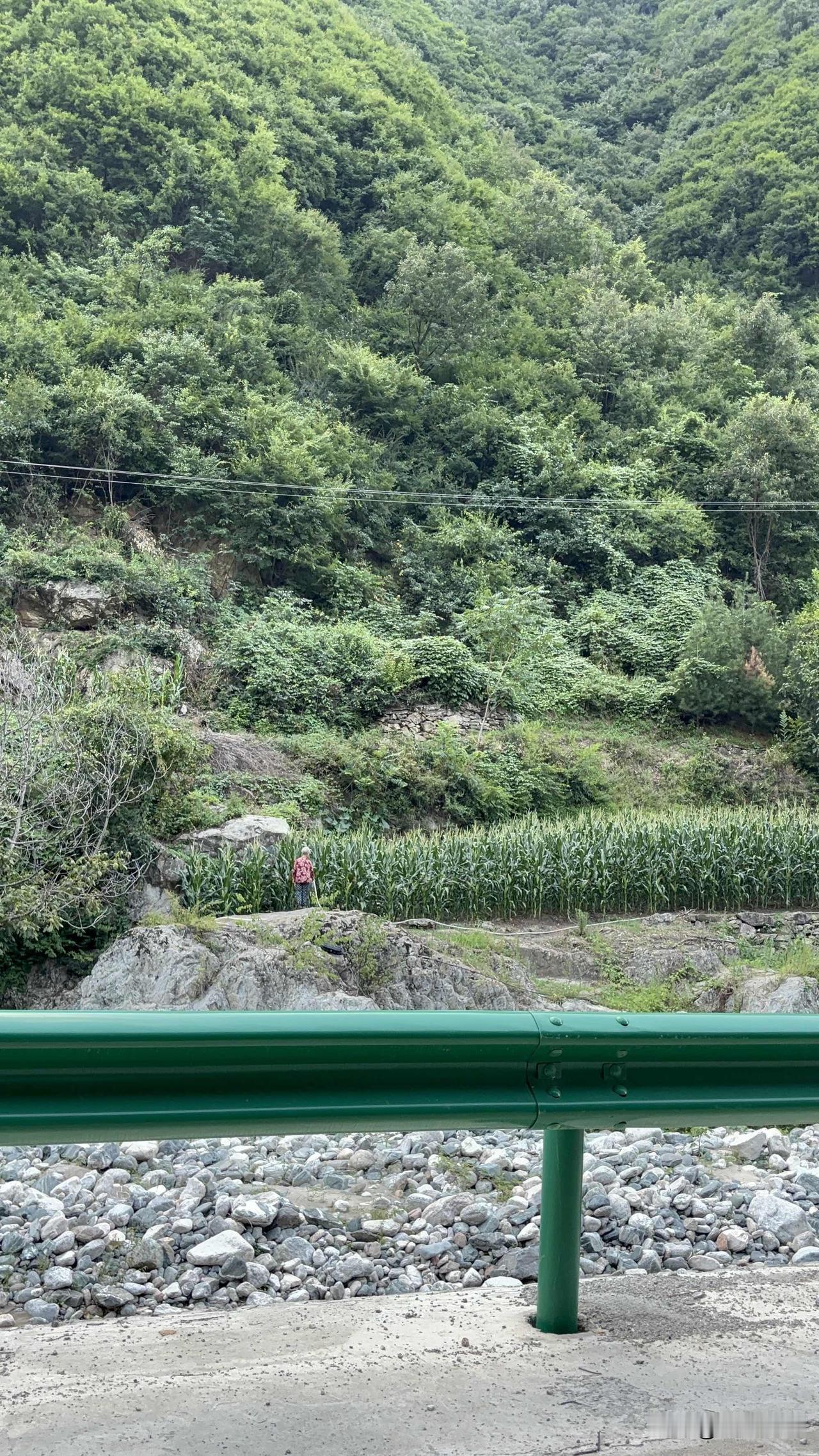 蓝田红门寺二仙桥村随拍，看到村民们在给玉米浇水，这里离河道近，灌溉方便，种植玉米