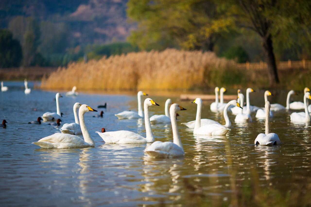 秋冬到天鹅城三门峡，大量天鹅已经来到黄河两岸 。不说废话直接上攻略，三门峡周围有