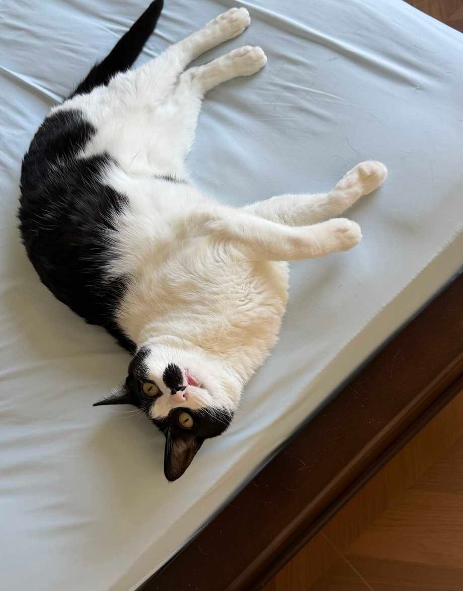 我擅长发现家中的舒适温馨之处并占领daily奶牛猫 （投稿：） 