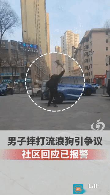 “太可恶了！”青海西宁，男子出门遛狗没拴绳，一不留神自家狗狗与一只流浪狗发生了交