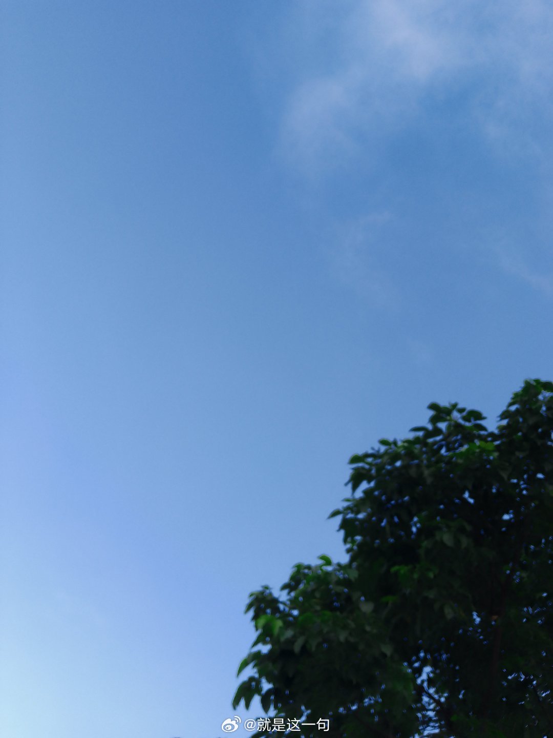 早安🌞七夕. 树上小鸟都去赴约了吗？平时叽叽喳喳的 