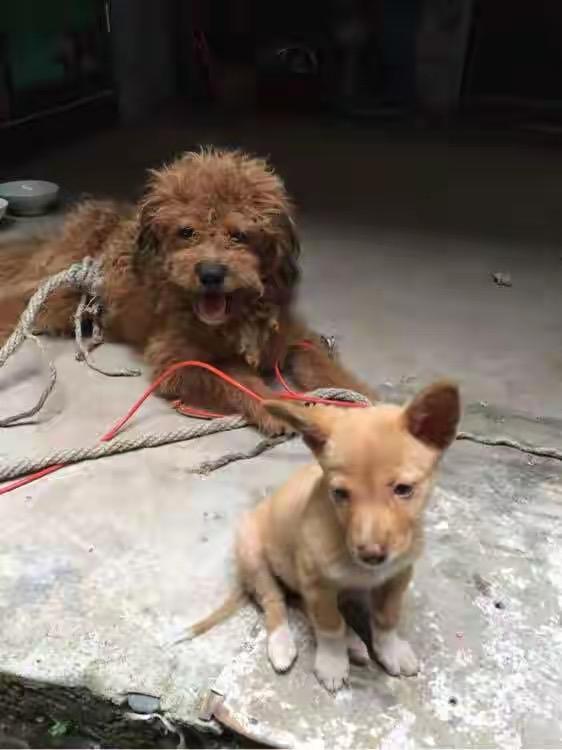 男子因狗养不熟就将其放生户外，这做法真让人无语。养宠物本就该有始有终，哪能因为养