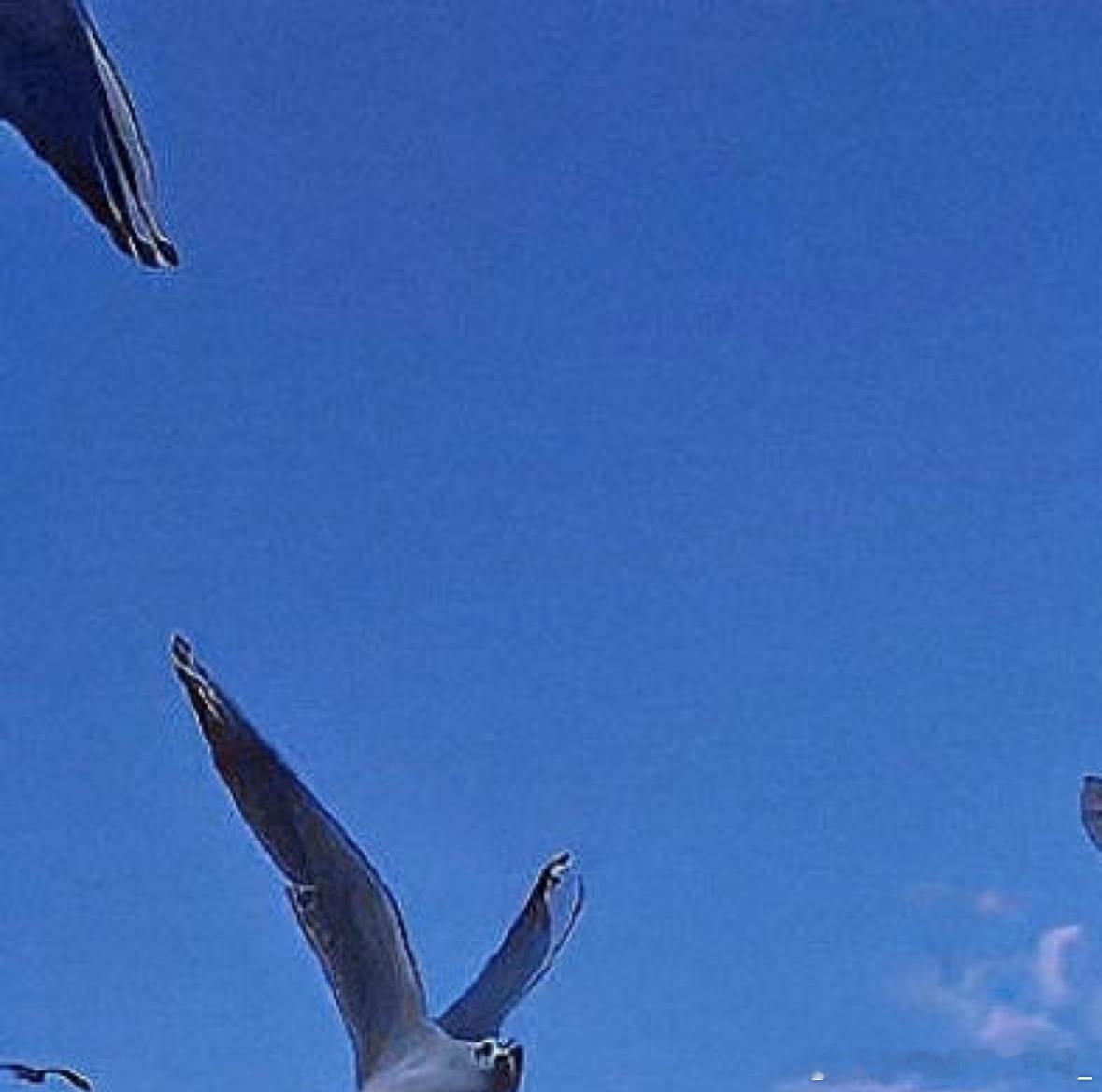 🎄 站在树上的鸟从不害怕树枝会折断，因为它不相信树枝，而是相信自己的翅膀。不要