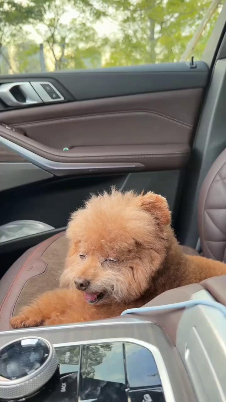 给你们看一下我家狗有多八卦，打起来了。