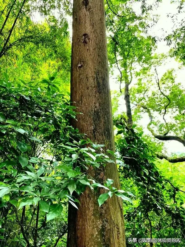 长知识了，原来“金丝楠木”不是指一种树！

它是一些木材的统称，像桢楠，紫楠，闽