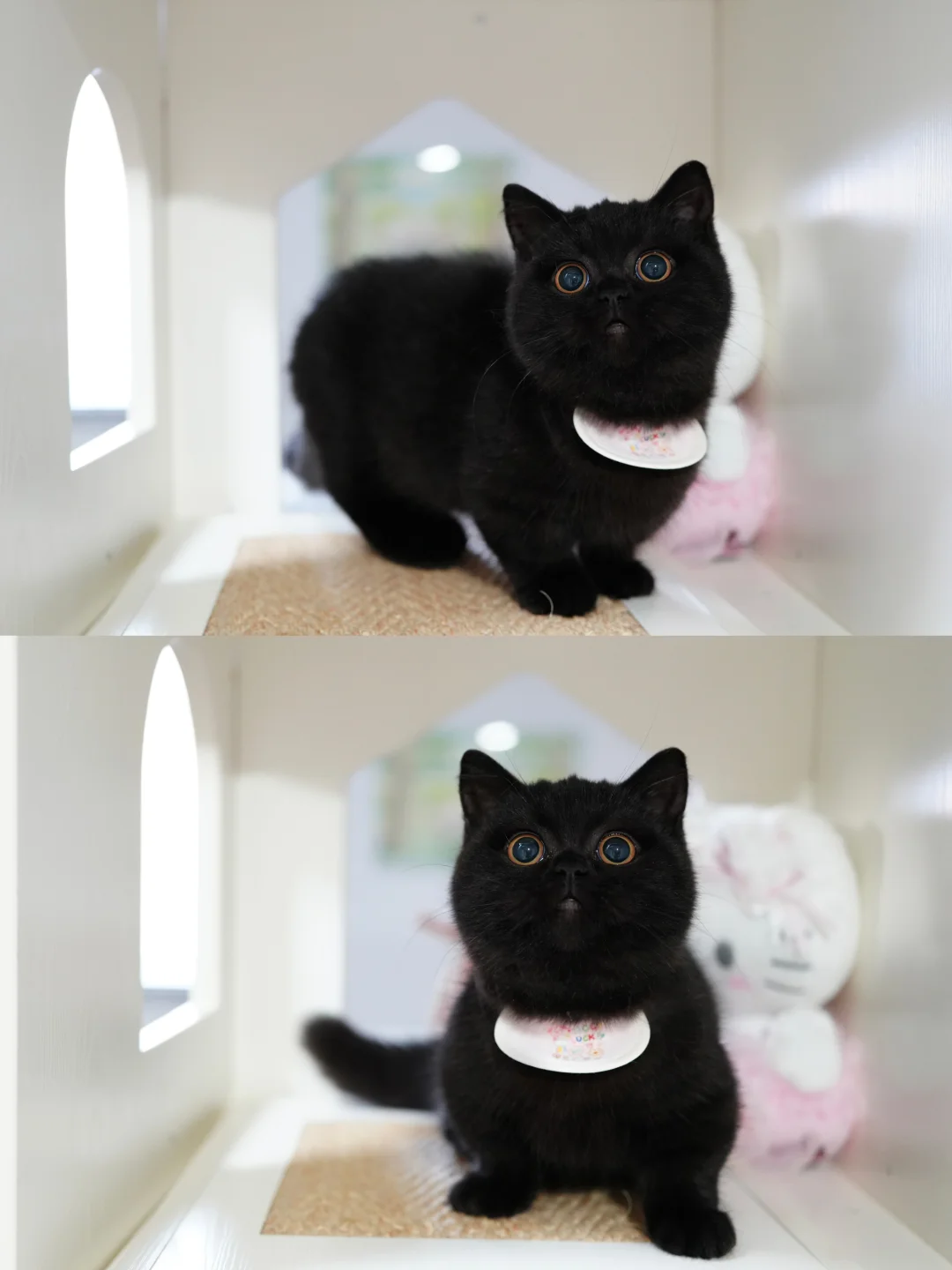不许再说母猫没有公猫脸盘大了！黑色矮脚猫