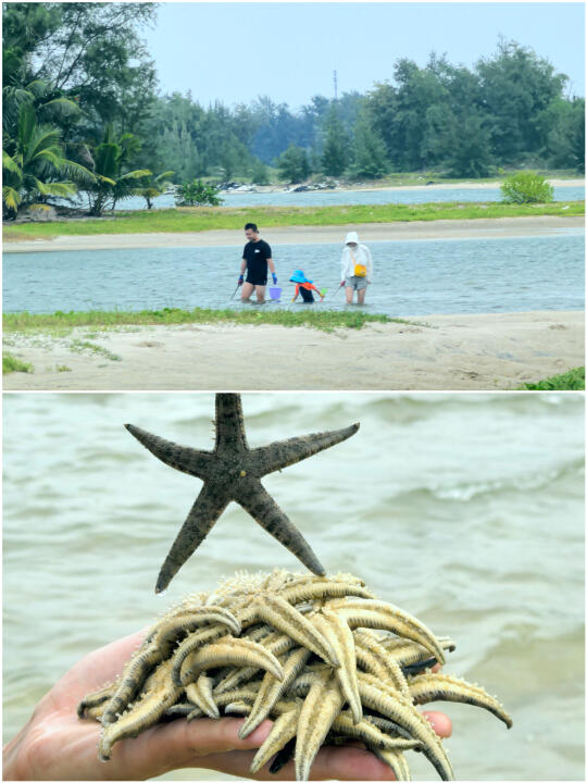 陵水无人岛赶海天hua板🐚我以为骗人的