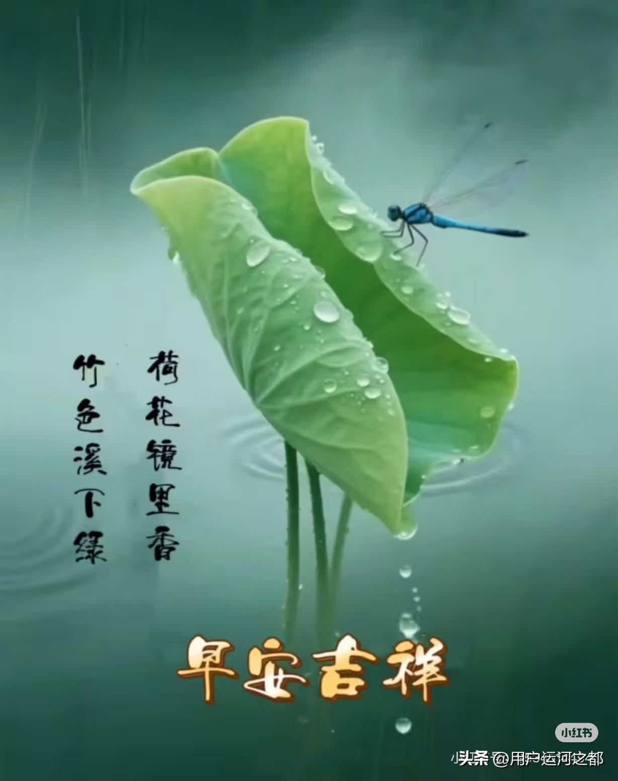 清晨的荷塘，蜻蜓飞舞，生机勃勃。