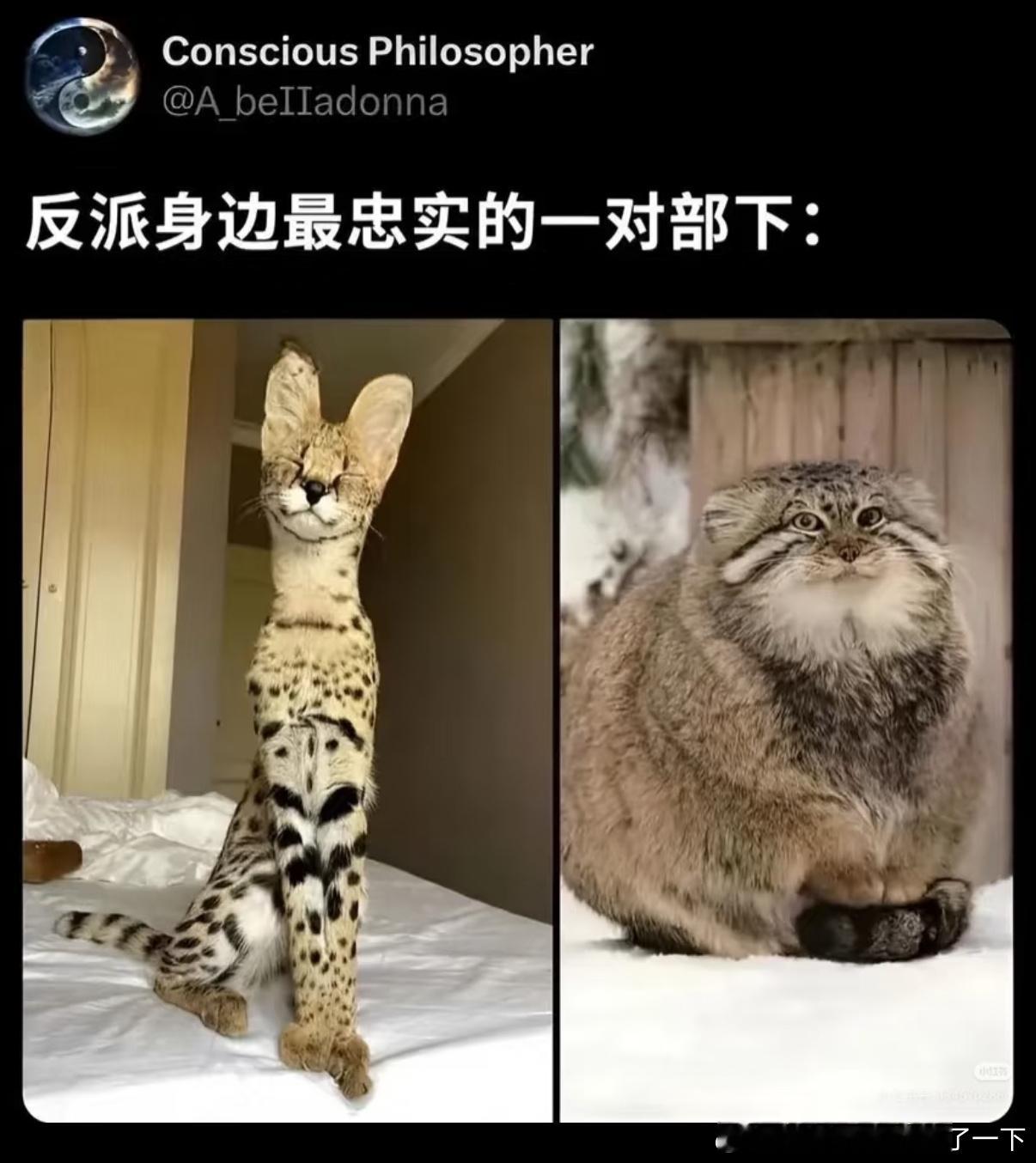 5299还真是 ​​​