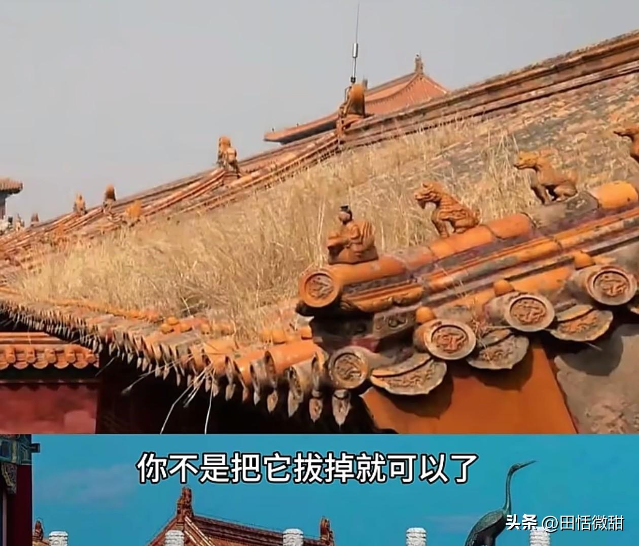 文物专家单霁翔说，除掉故宫房顶的杂草不是一件容易的事，不是把它拔掉就可以了，两场