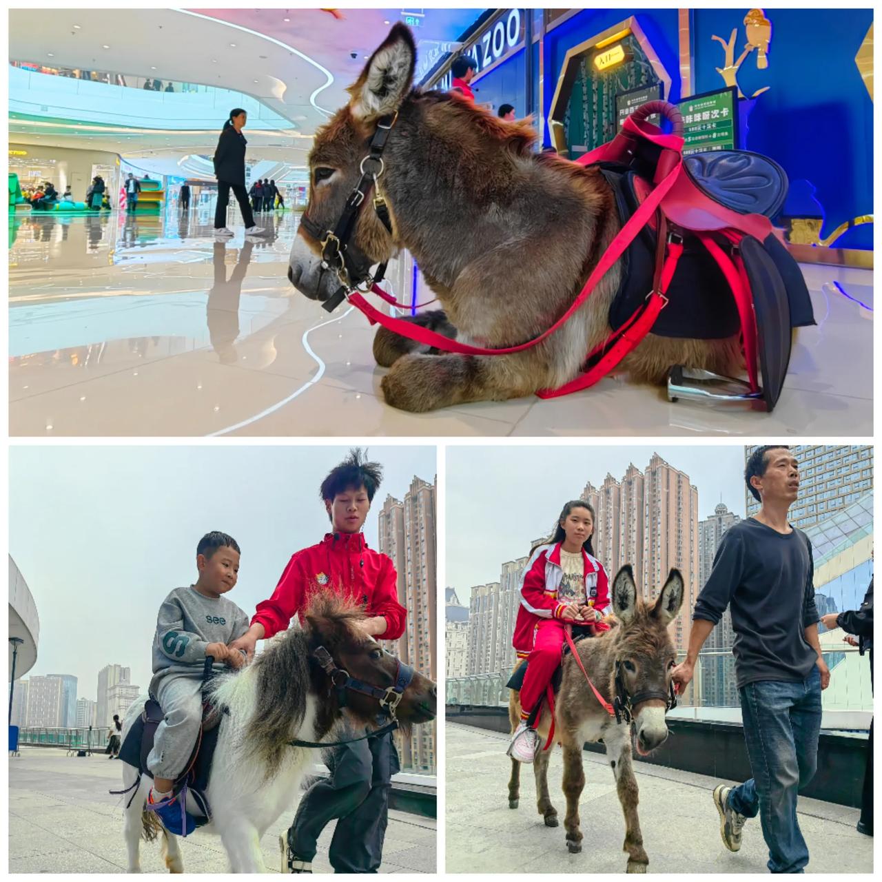 分享一张你最近随手拍的照片吧马户之福