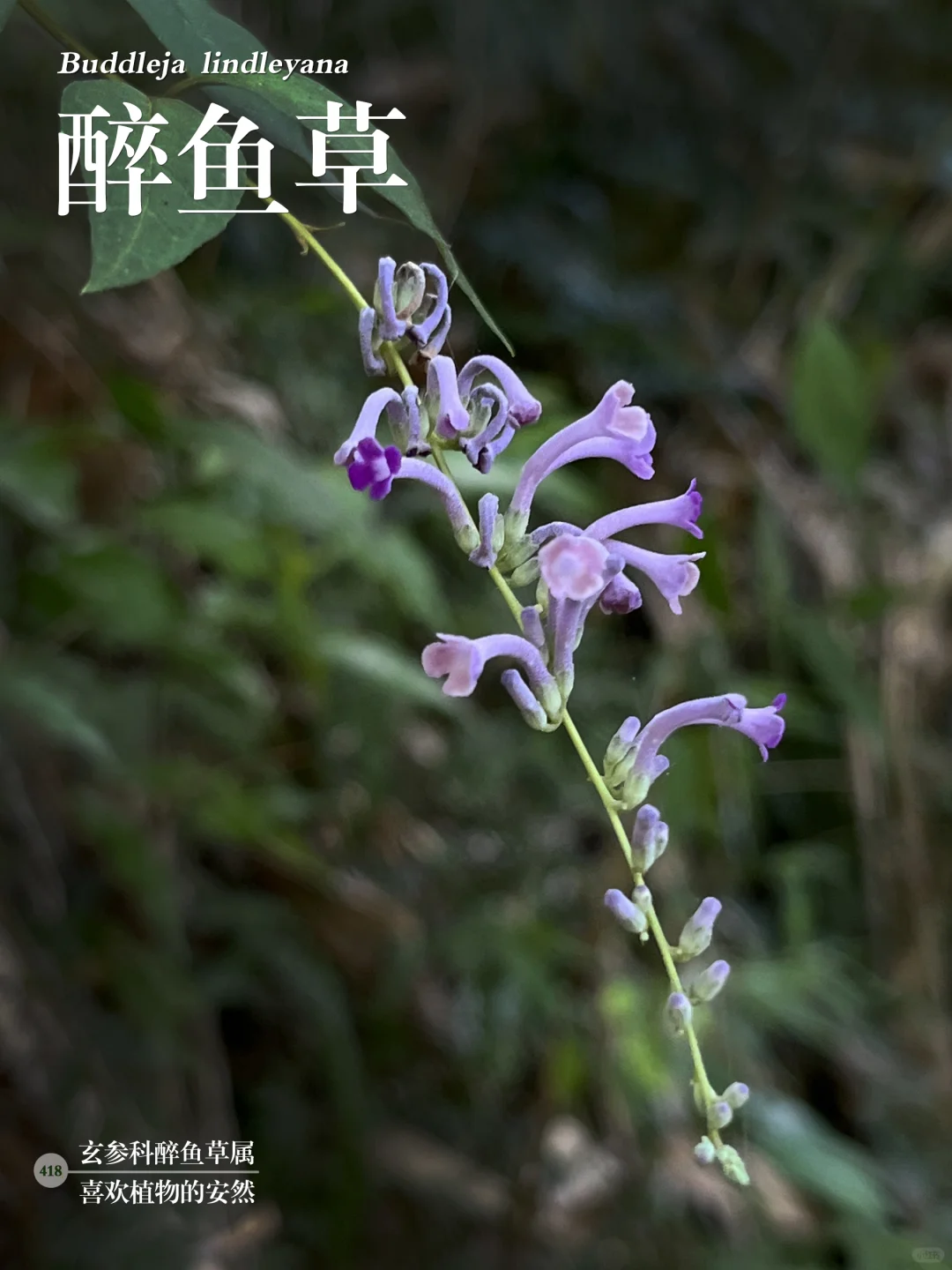 福州植物打标418｜鱼儿吃了也会醉的醉鱼草