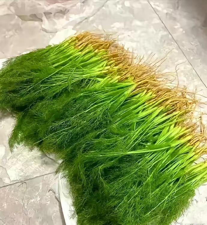 茴香馅水饺！
本人的钟爱，嫩嫩的茴香苗，配上鸡蛋虾皮也行，鲜猪肉切丁也可，别忘了