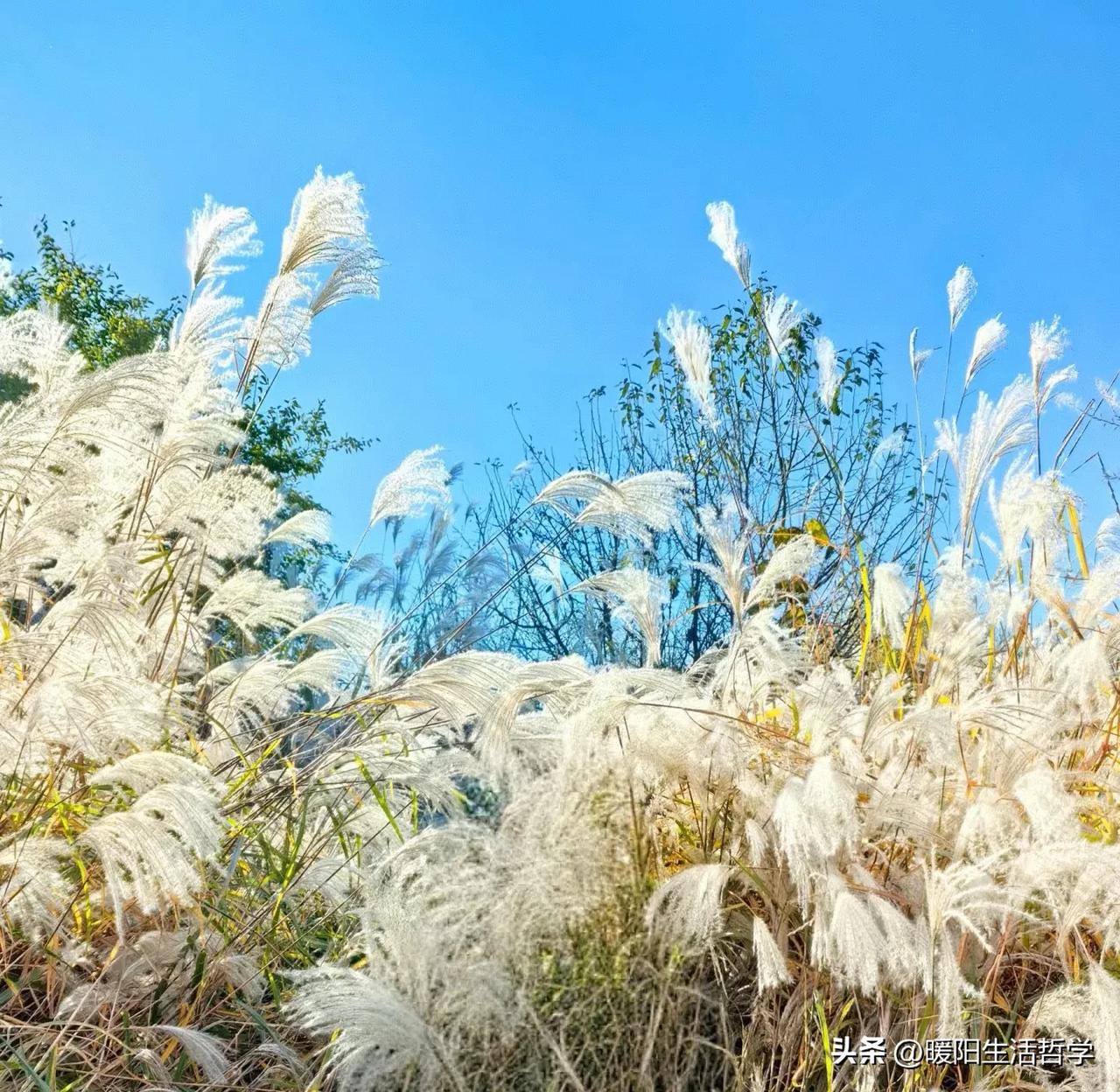 给初中生家长的建议
村上春树说过:少年，是“可变”的存在，他们的灵魂仍处于绵软状