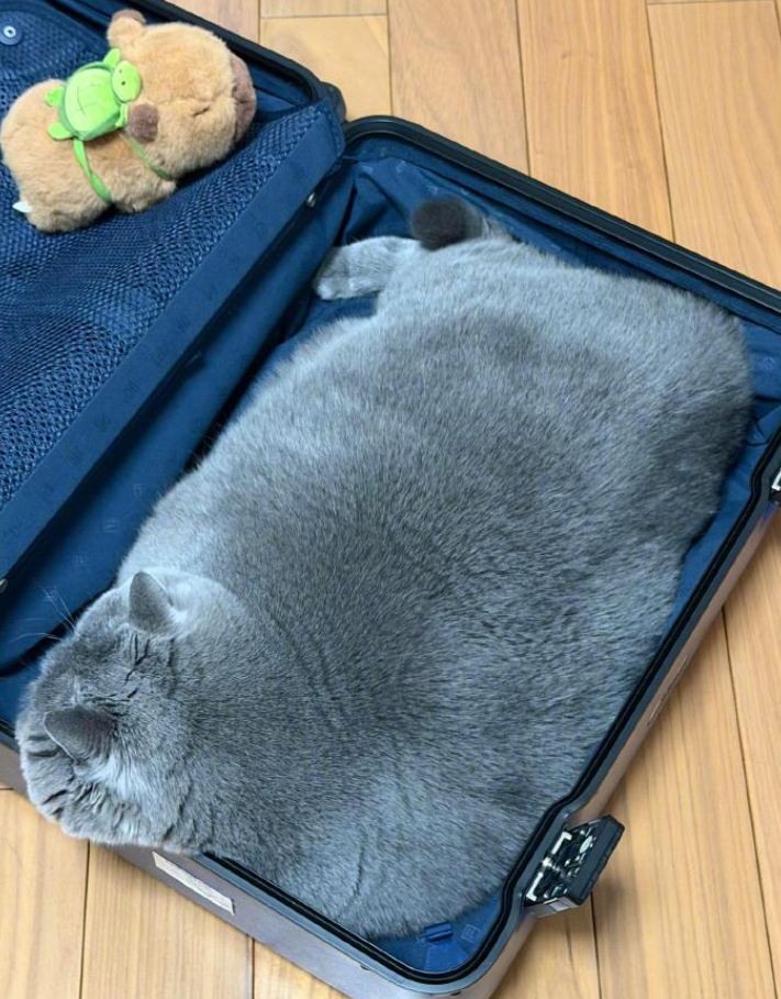 车若初见 注意你的身份，你不是地毯