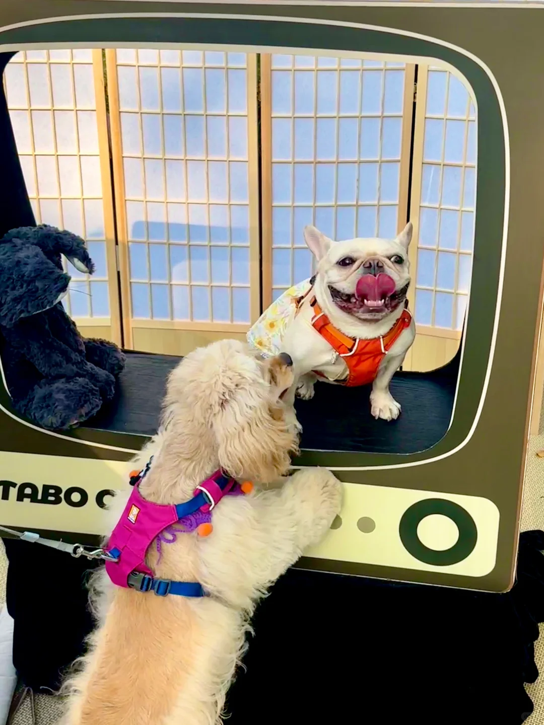 🎃万圣节🐽只想讨肉吃～