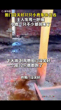 “万万没想到！”近日，吉林延边，一女子家里养了一圈小鹿，早上去喂时才发现一只都没