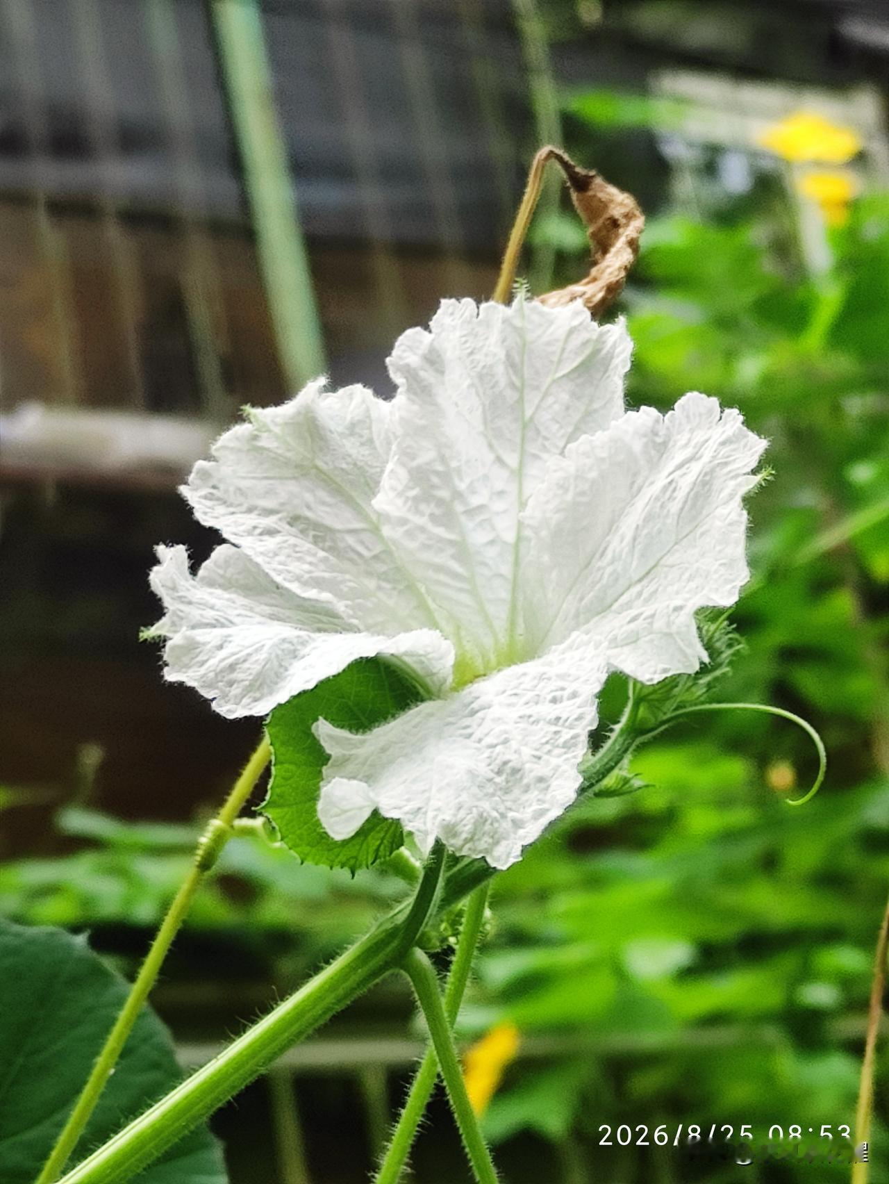 小区里的住户，在窗外种的丝瓜、葫芦。
丝瓜秧爬满了墙，开了好多黄色的丝瓜花。葫芦