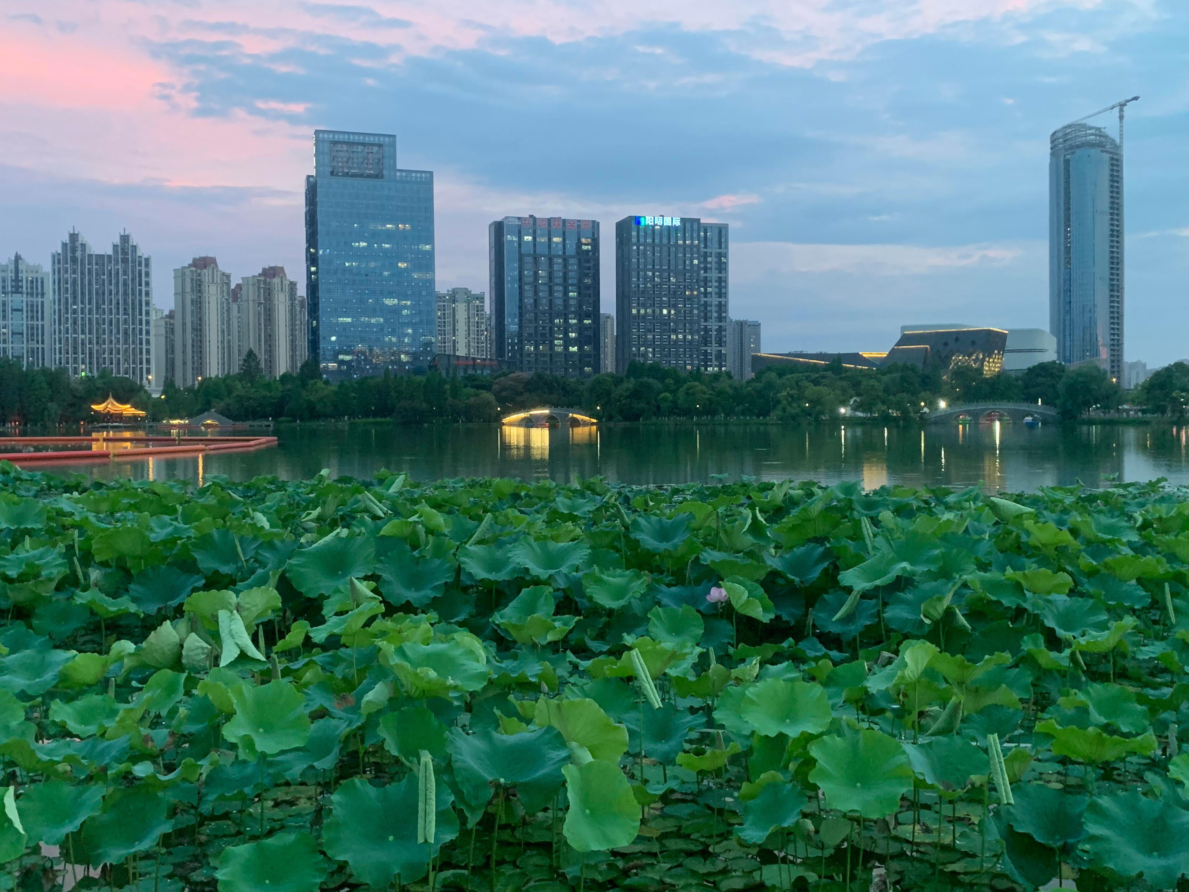 附近荷花开了，但最近天气真不咋滴[摊手] ​​​