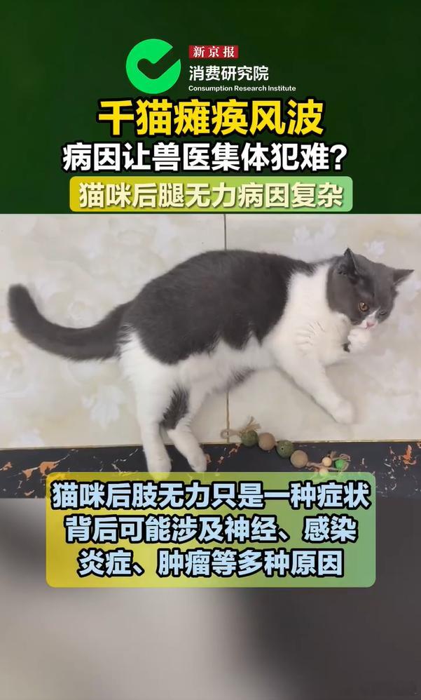 亲身经历避雷！之前猫咪突发后肢发软瘫痪，我跟风怀疑是猫粮问题，结果全套检查下来一