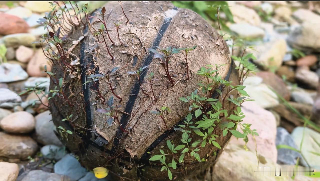 野草占领了篮球，生活磨平了少年。
自从出了社会就再也没摸过它