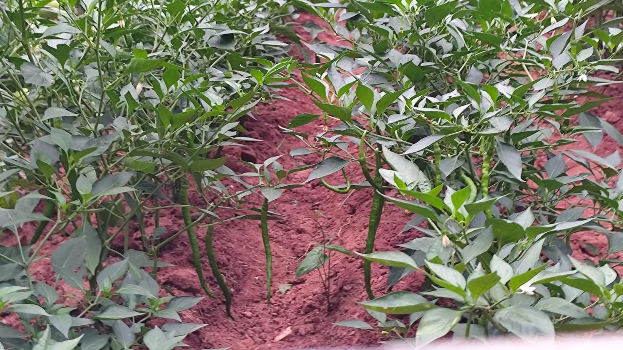 真心话茶局小菜园的风景！打卡今日生活分享